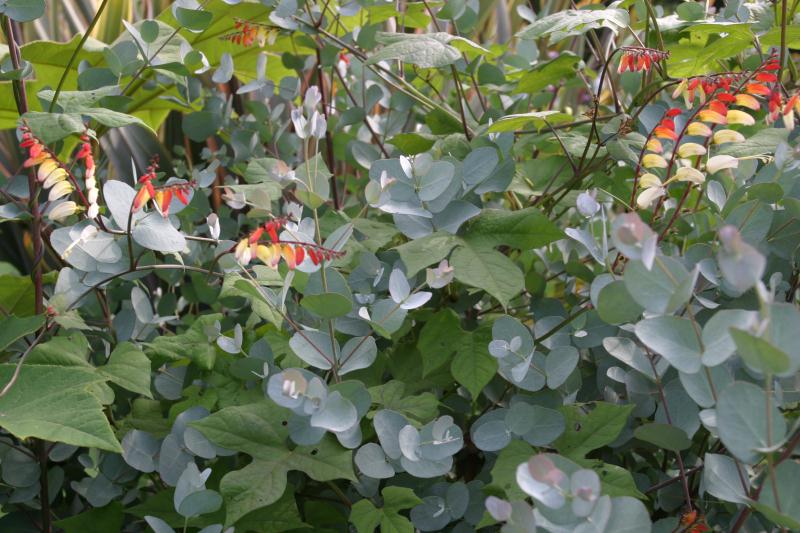 Great Dixter House, Gardens & Nurseries